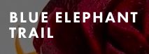Blue Elephant Trail