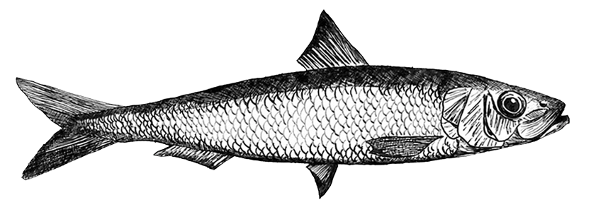 American Sardine Bar